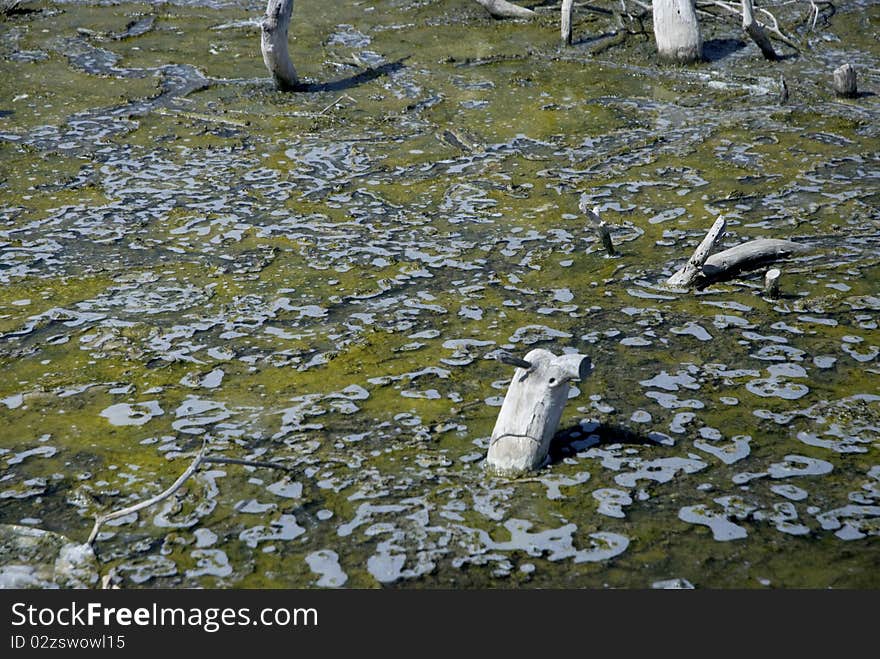 Lake Pollution