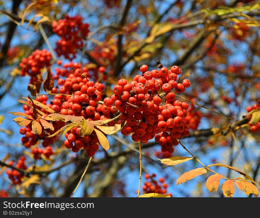 Red or orange ashberry branch