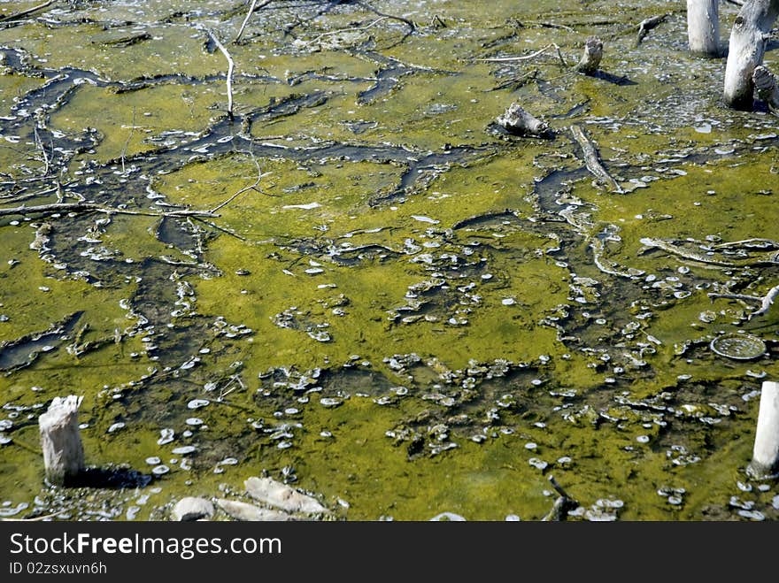 Very bad contaminated and polluted lake water. Very bad contaminated and polluted lake water.