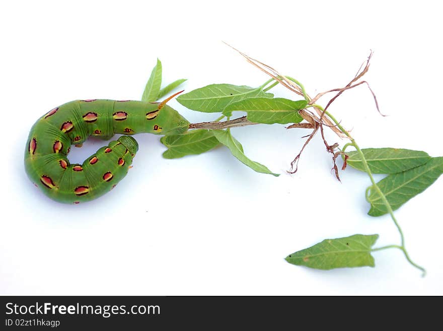 This caterpillar will turn into a White-Lined Sphinx Month.