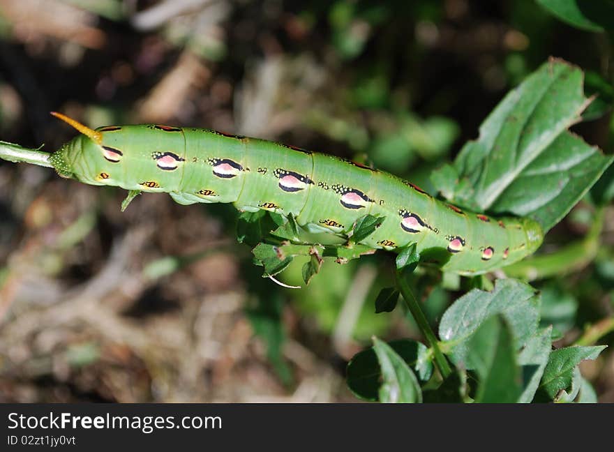 This caterpillar will turn into a White-Lined Sphinx Moth.