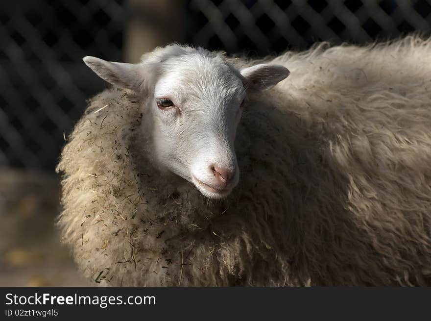 Sheep