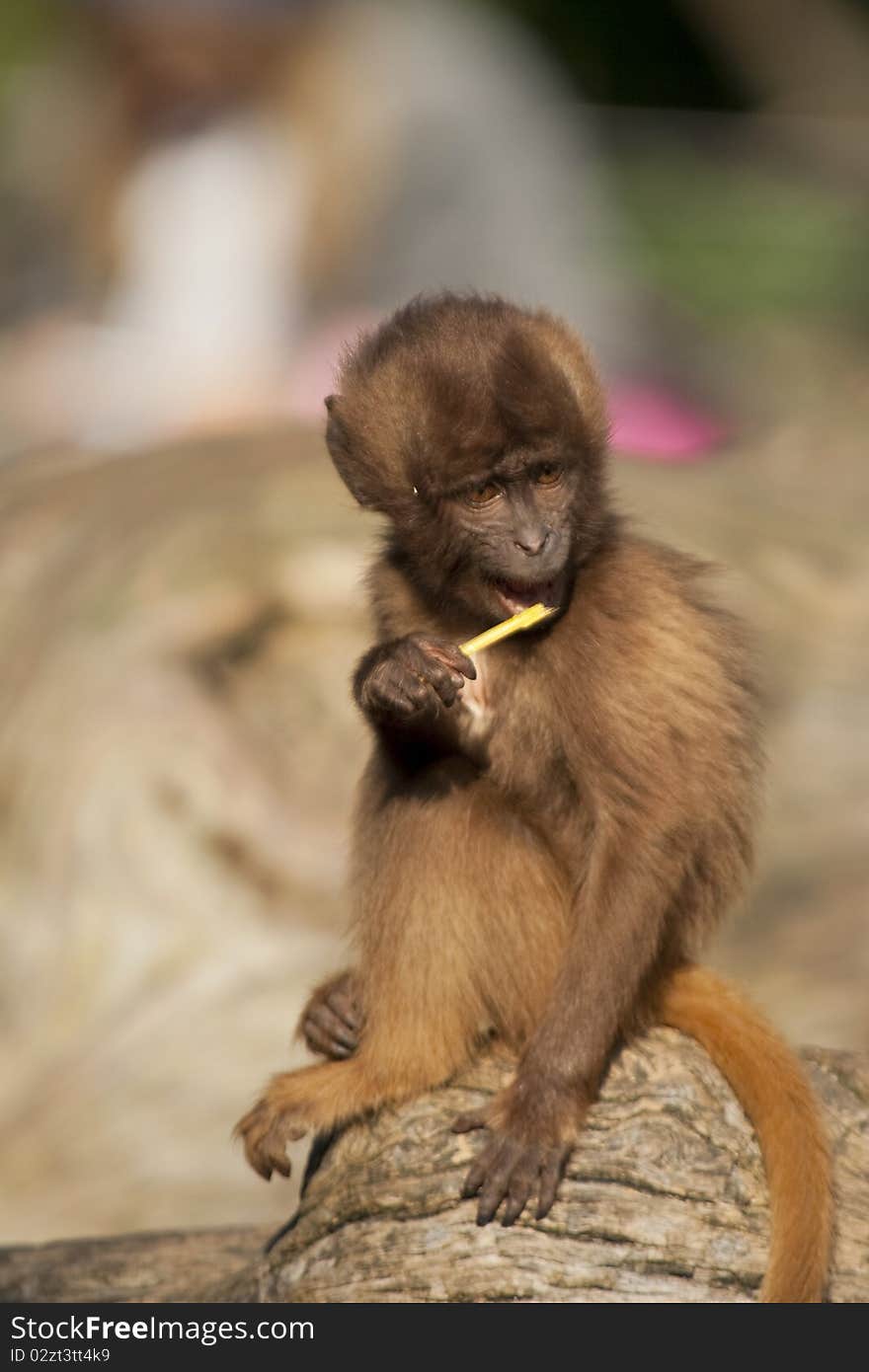 A baby monkey chewing a stick