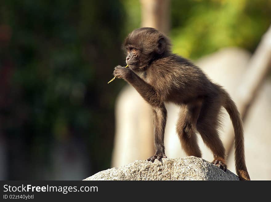 Baby Monkey