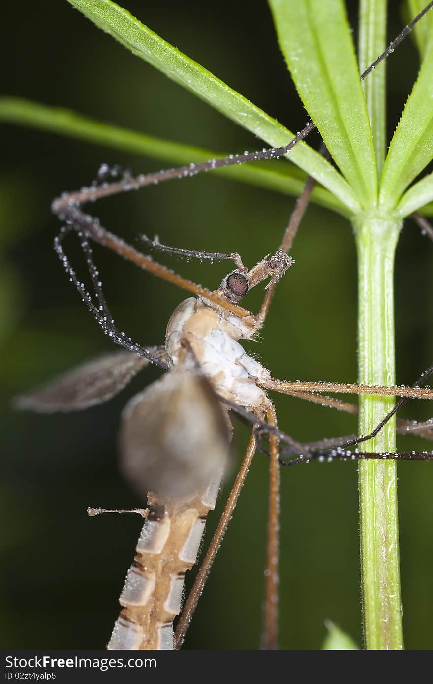 Daddy longlegs. Extreme close-up with high magnification.