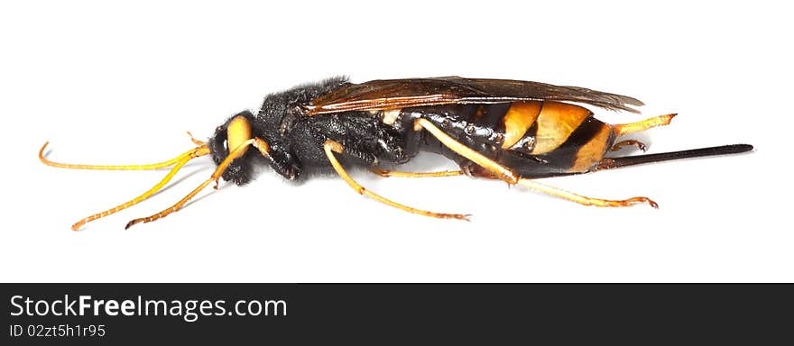 Giant woodwasp (Urocerus gigas)