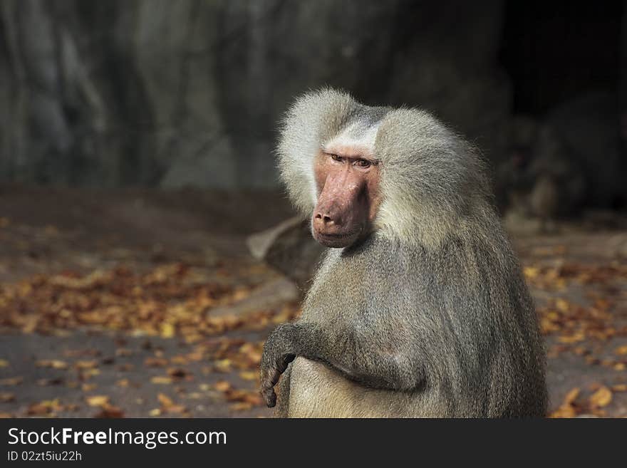 Old gray haired Monkey