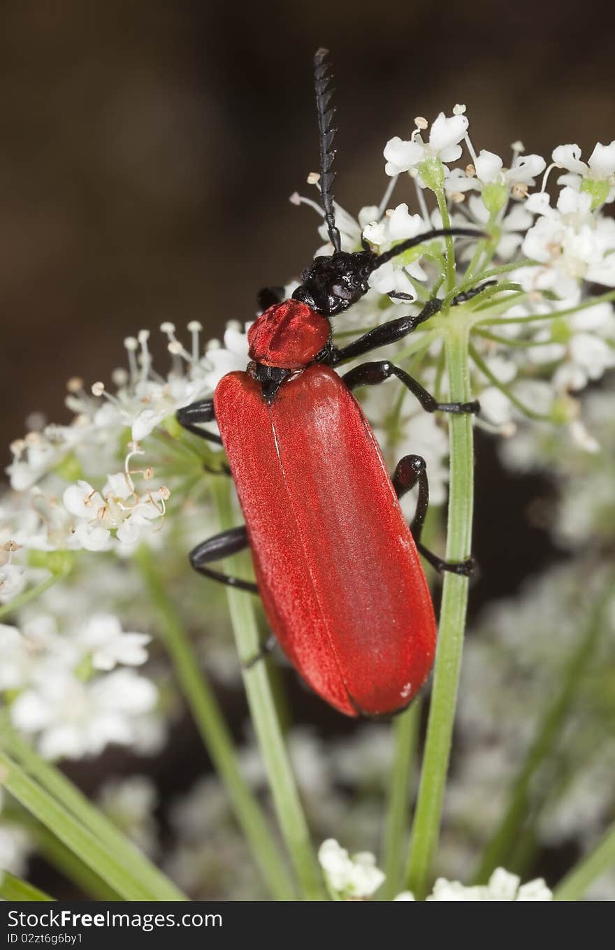 Black headed cardinal beetle (Pyrochroa coccinea)