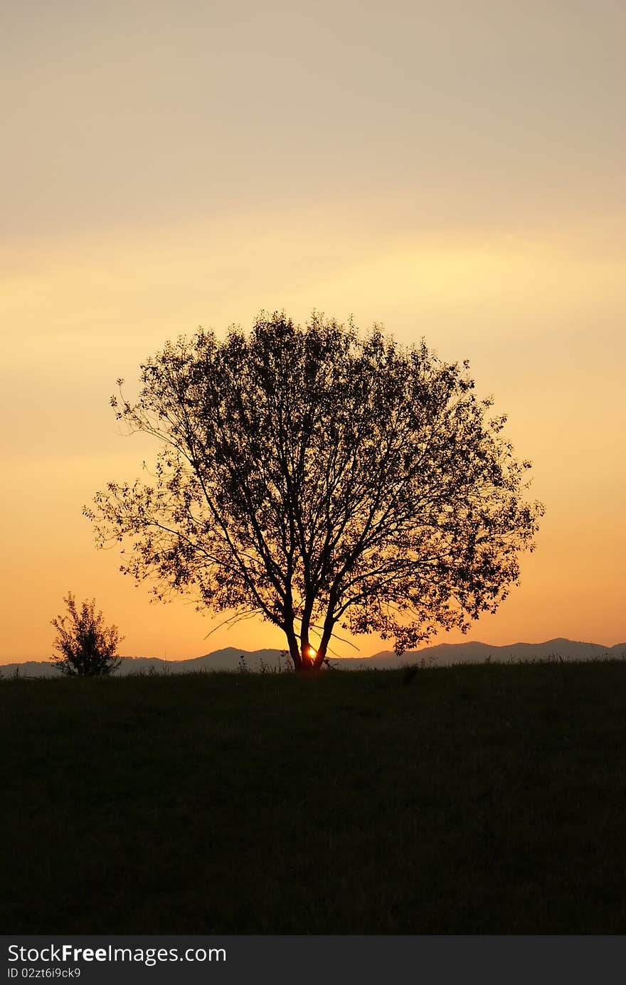 Tree silhouette