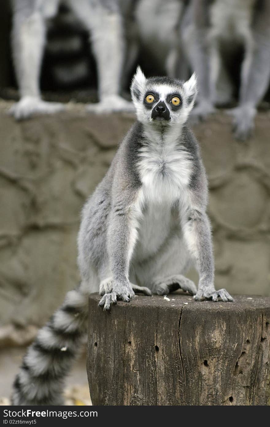 Shocked Lemur