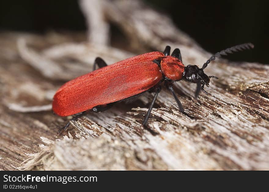 Black headed cardinal beetle (Pyrochroa coccinea)