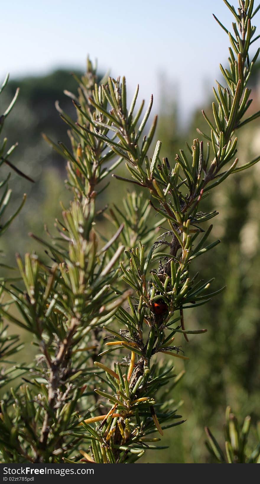 We see in the image a sprig of rosemary. we are in tuscany, italy.