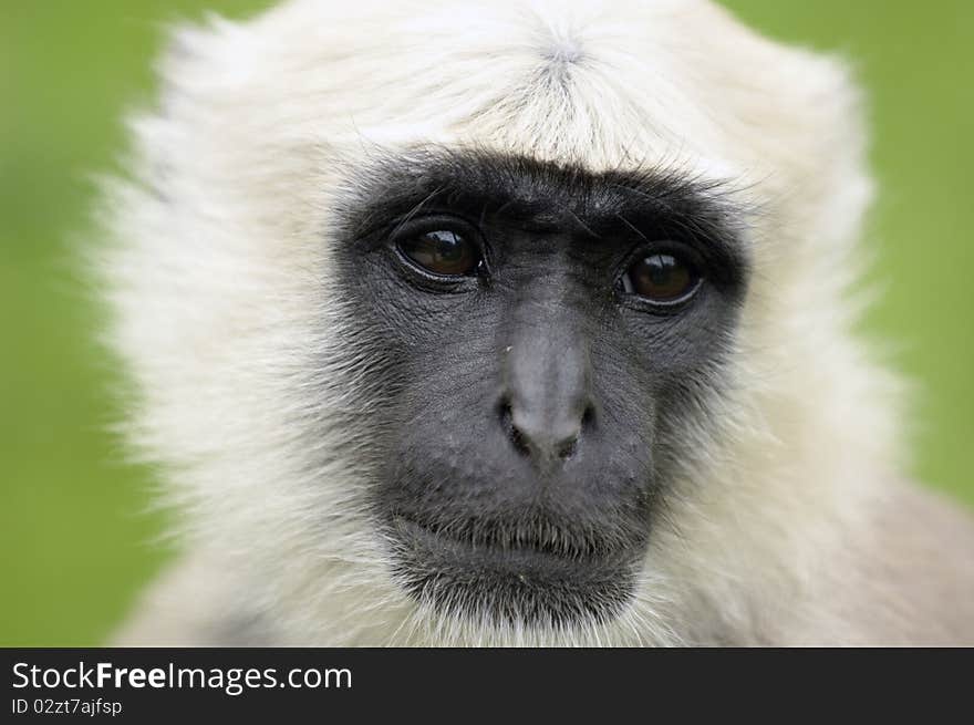 A close up of a monkey sitting in the sun. A close up of a monkey sitting in the sun