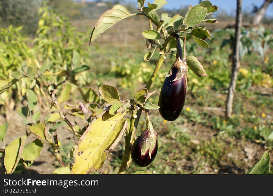 Eggplant grown in a garden. we are in tuscany, italy