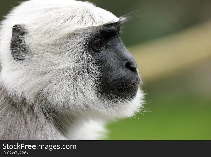 A close up of a monkey sitting in the sun. A close up of a monkey sitting in the sun