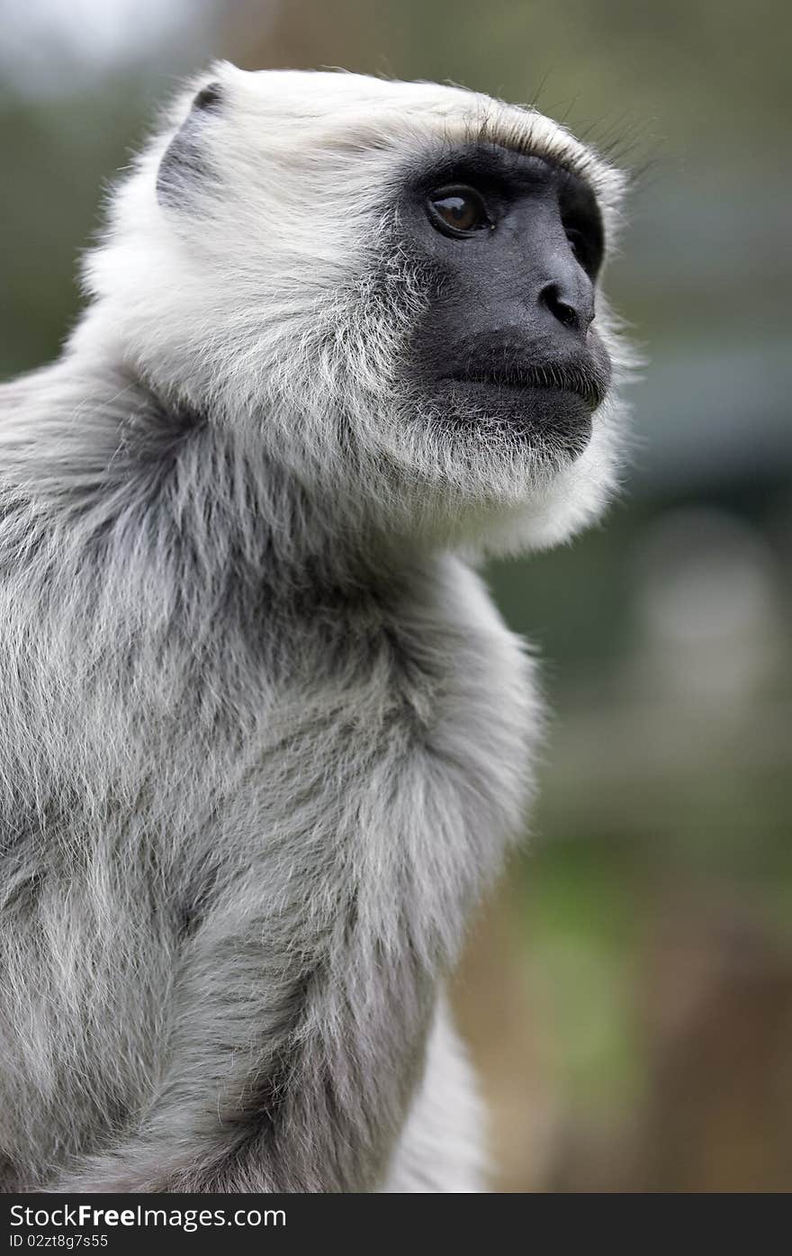 A close up of a monkey sitting in the sun. A close up of a monkey sitting in the sun