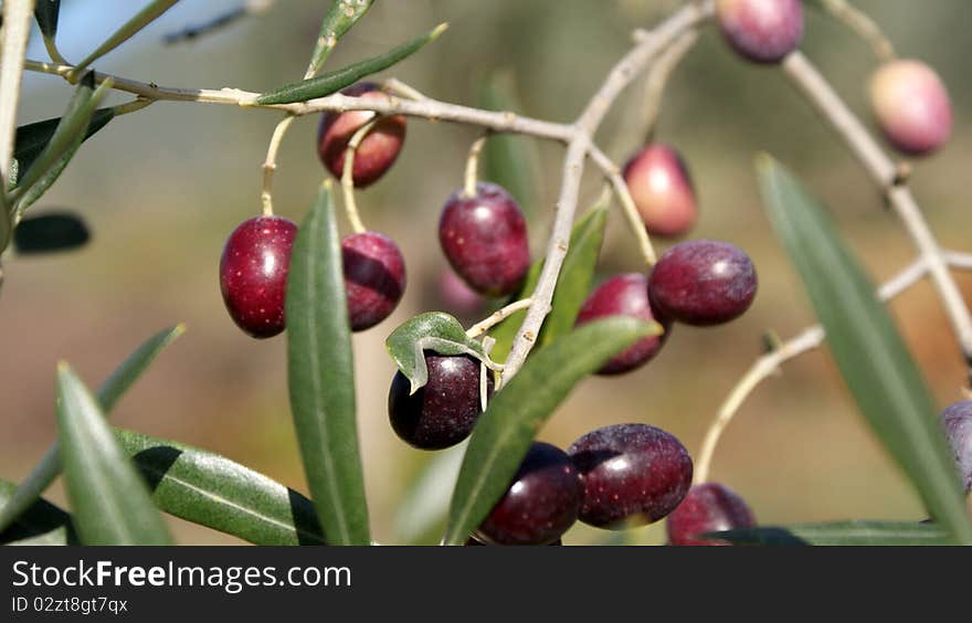 Black olives, ripe