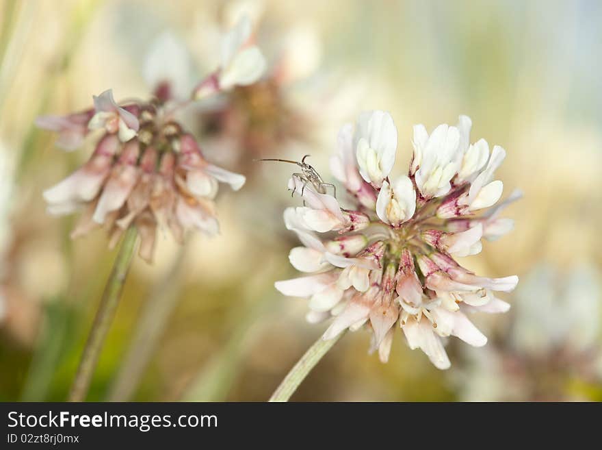 White clover (Trifolium repens)