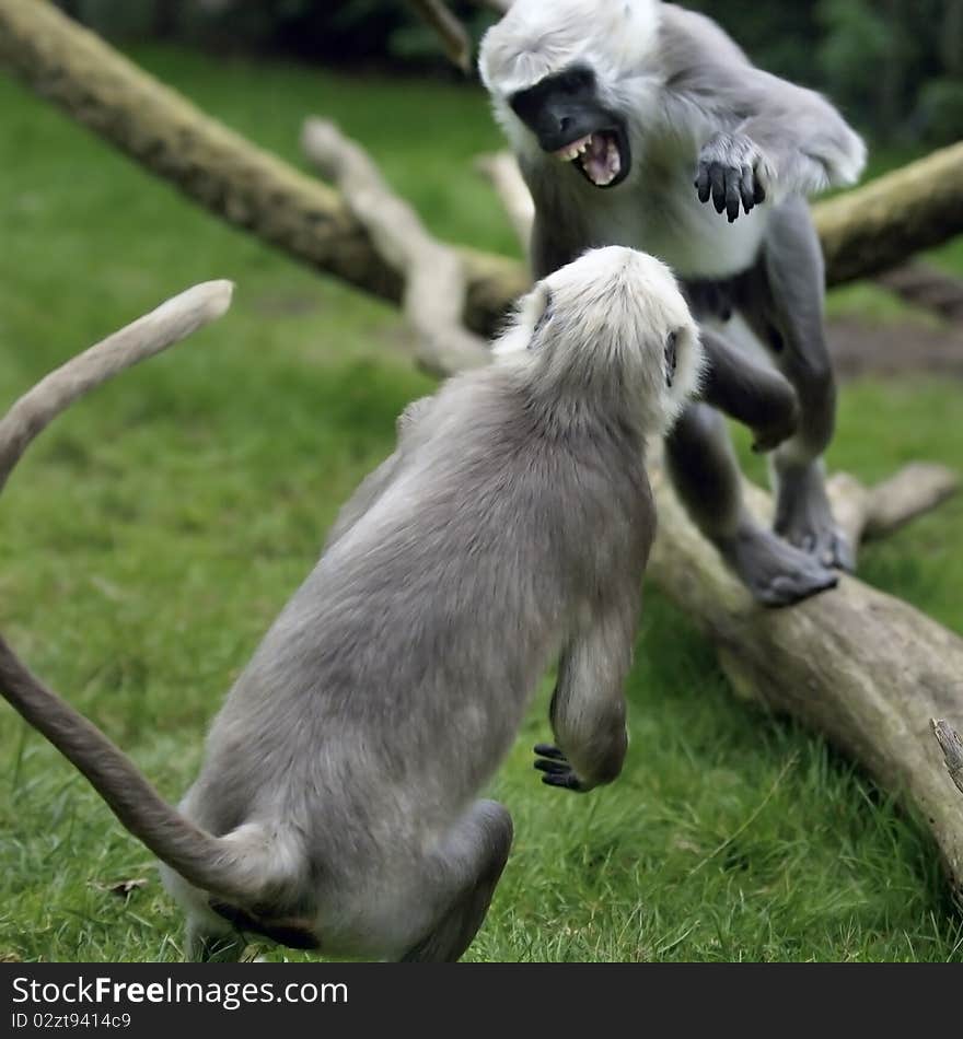 Two monkeys battling each other. Two monkeys battling each other