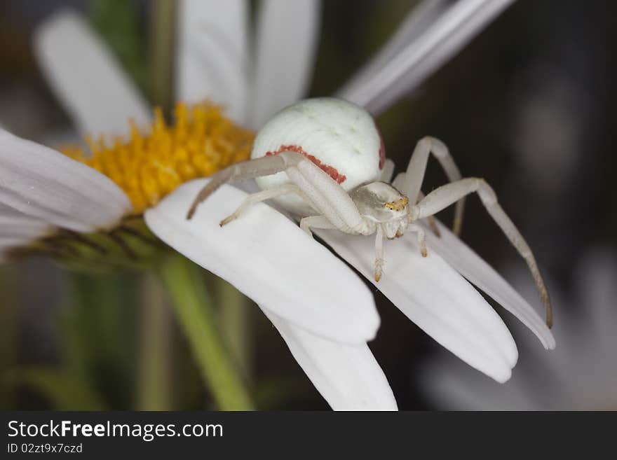 Goldenrod crab spider sitting on daisy