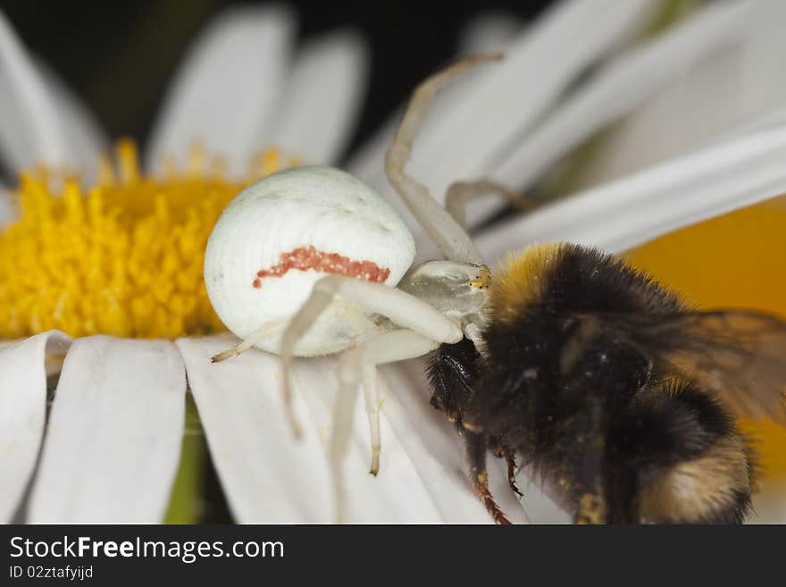 Goldenrod crab spider with captured bumble bee. Macro photo.