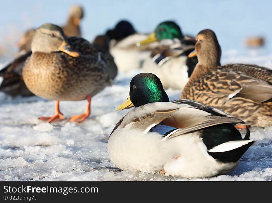 Ducks on Ice