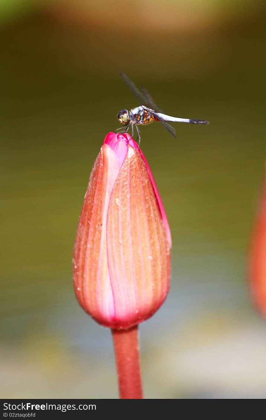 Dragonfly on Lotus