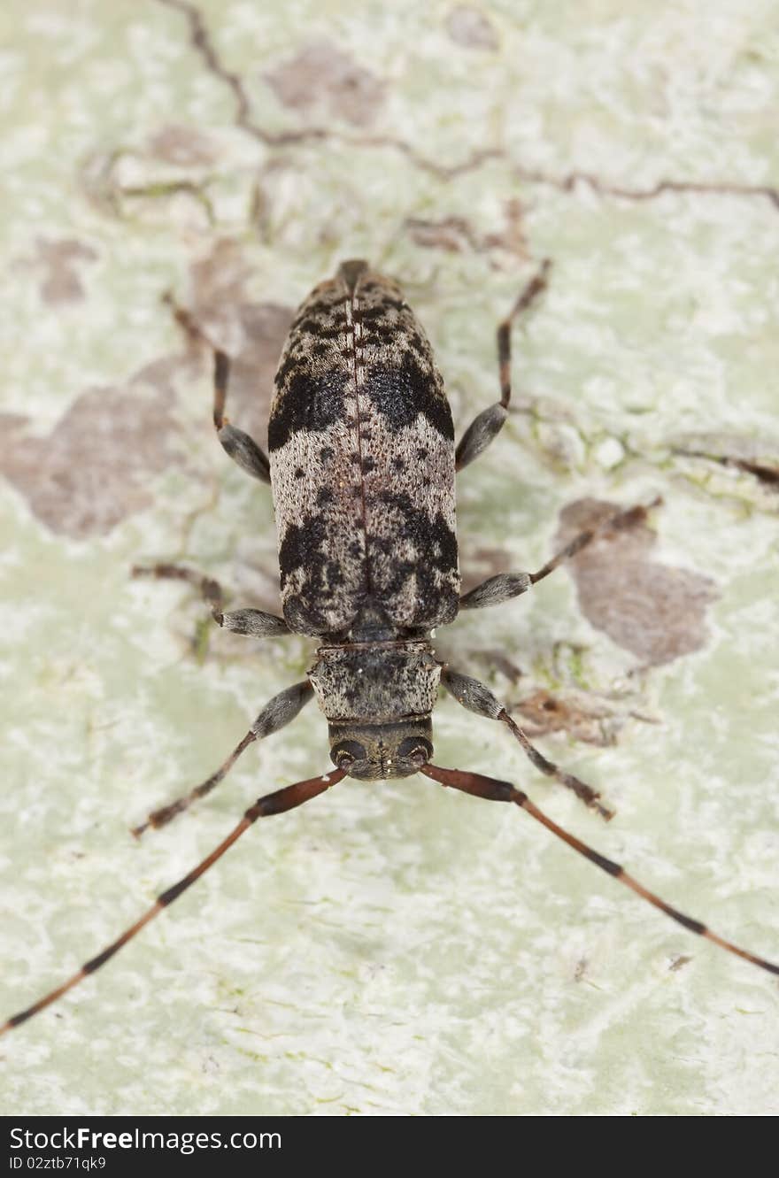 Black-clouded Longhorn Beetle (leiopus nebulosus)