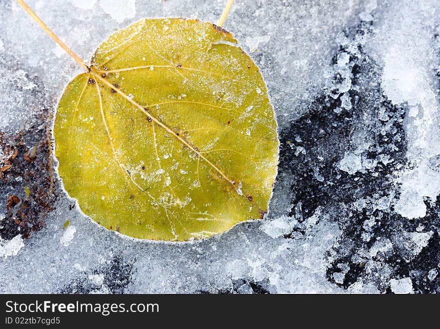 Leaf of a tree in the ice