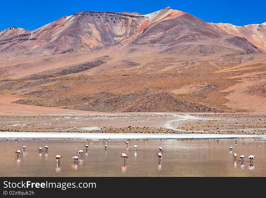 Laguna Celeste, Altiplano, Bolivia, South America. Laguna Celeste, Altiplano, Bolivia, South America