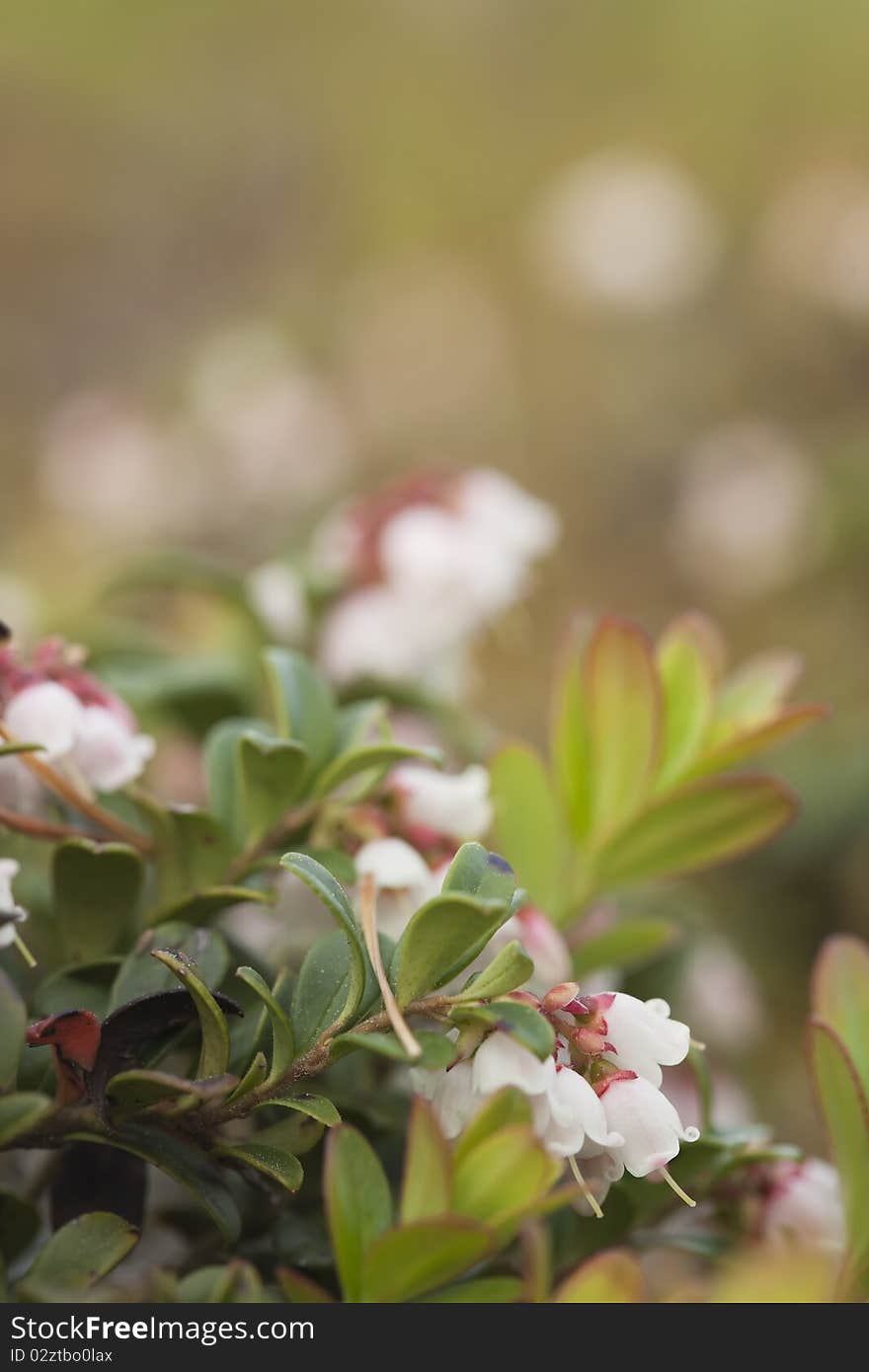 Blooming cowberry, macro photo. Vertical composion.