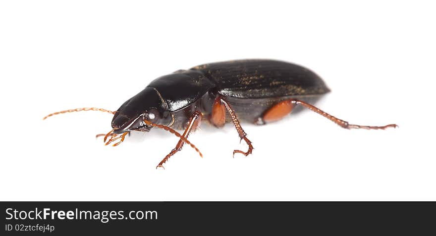 Ground beetle isolated on white background.