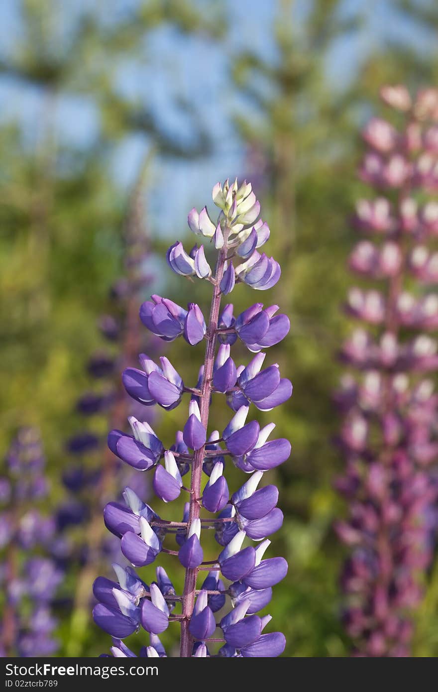 Wild Perennial Lupin (Lupinus perennis)