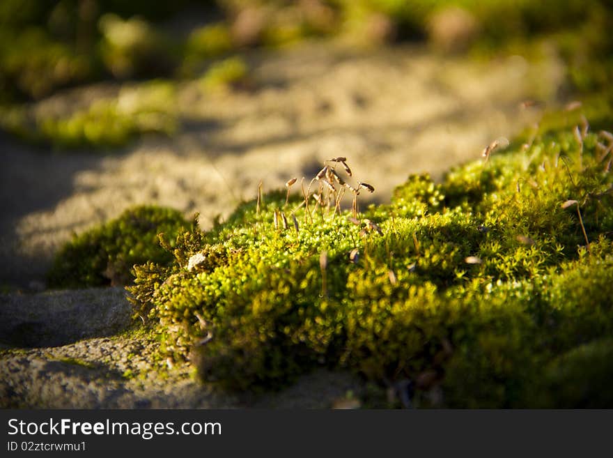 Tiny fronds of lichen rising from a sea of moss green. Tiny fronds of lichen rising from a sea of moss green