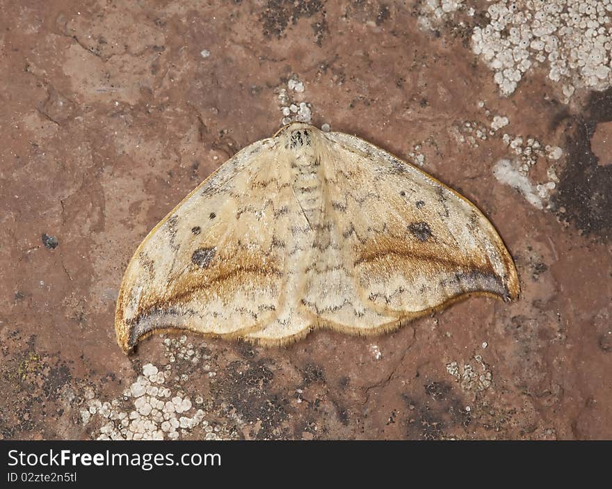 Pebble hook-tip (Drepana falcataria)