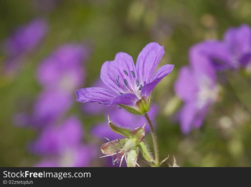 Wood cranesbill (Geranium sylvaticum) Macro photo.