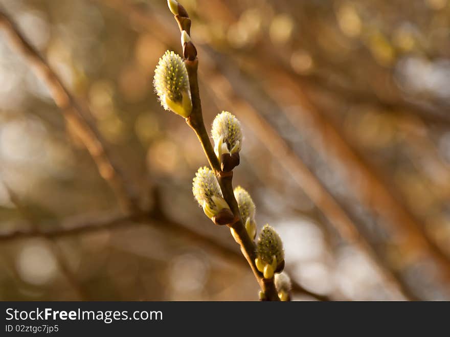 Approach of beautiful spring