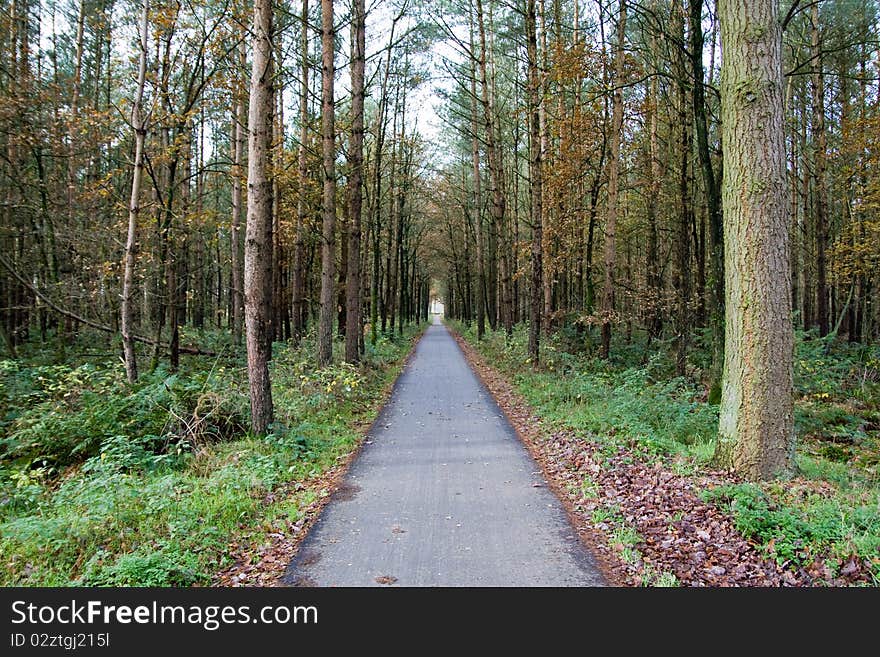 Road through autumn forest