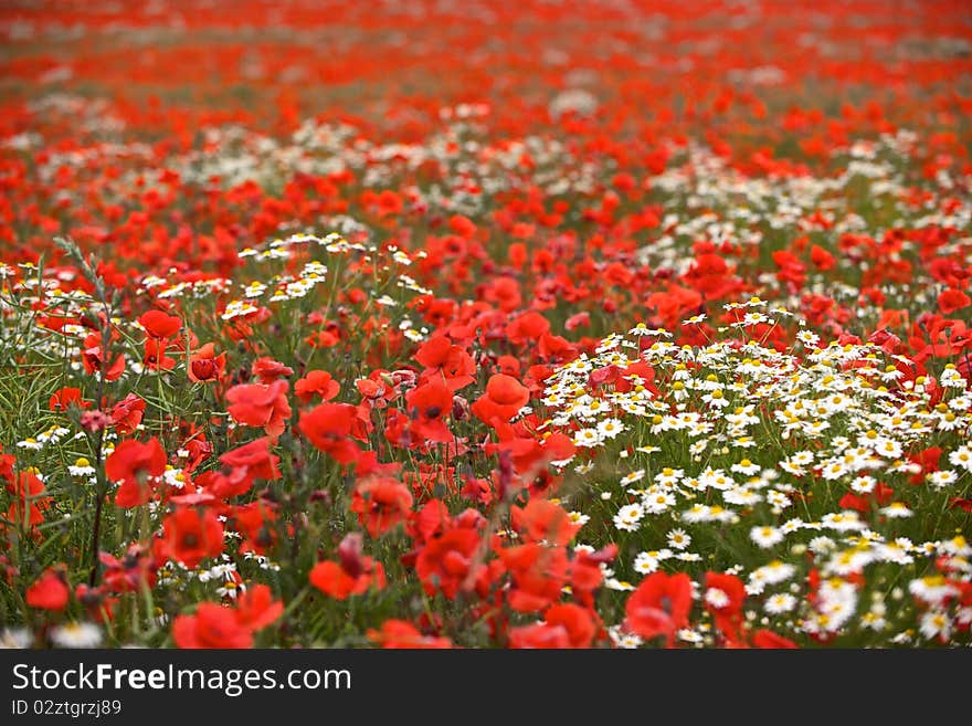 Popeye field