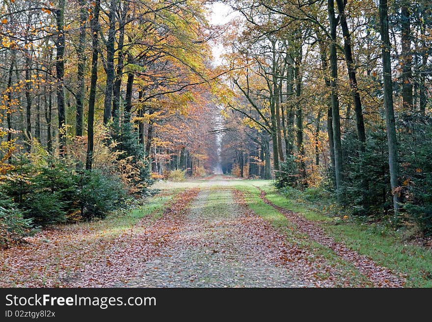 Road Through Autumn Forest