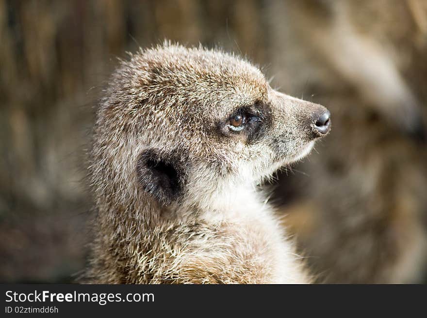 A meercat foraging for food while keeping a lookout