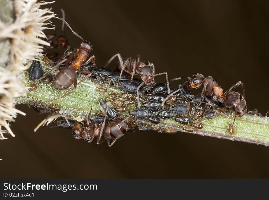 Ants and aphids. Extreme close-up with high magnification.