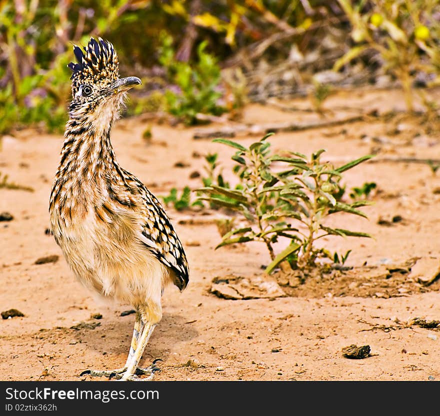 Roadrunner