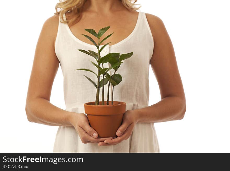 Woman's hands holding potted plant