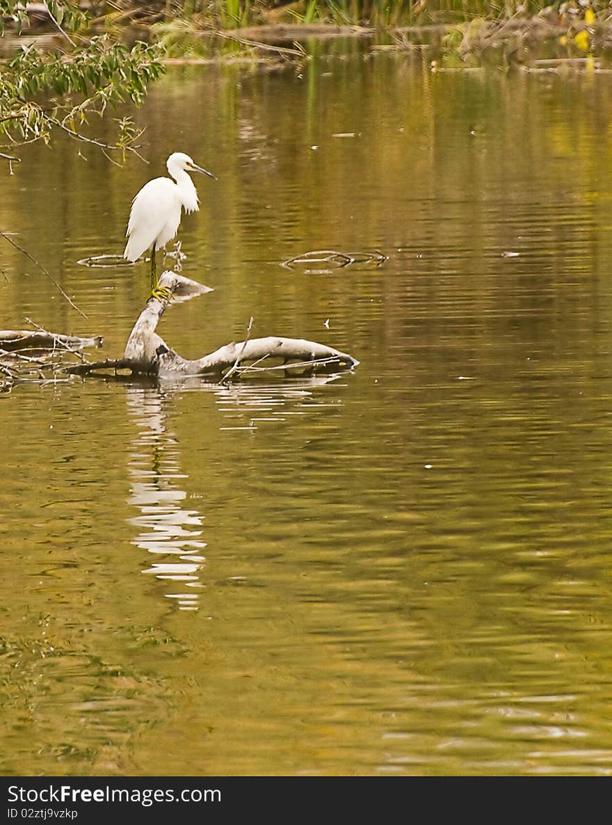 Snowy heron on branch in lake