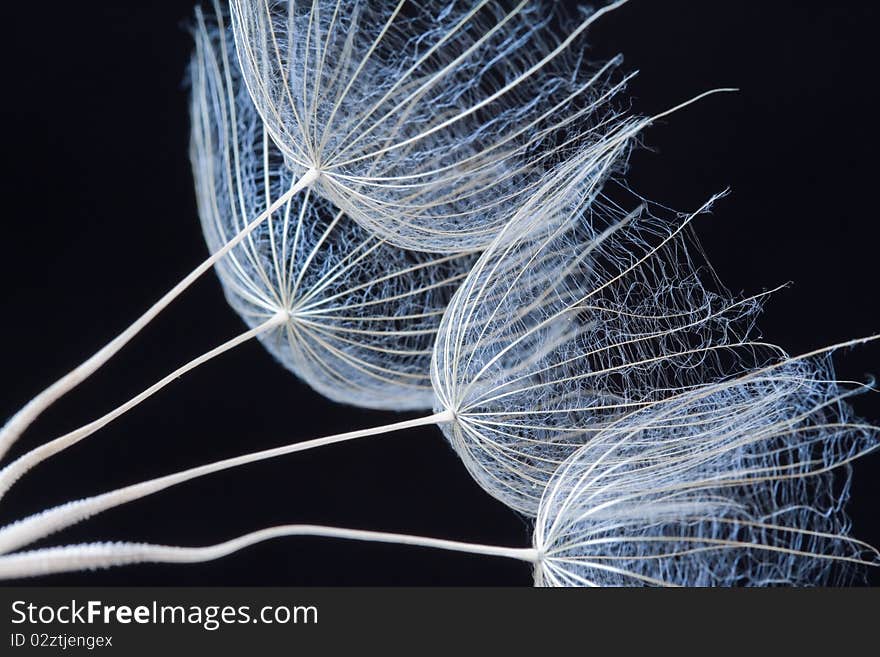 Meadow salsify seeds in black background