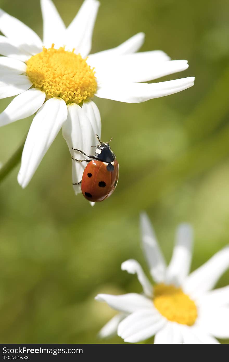 Ladybug On Daisy