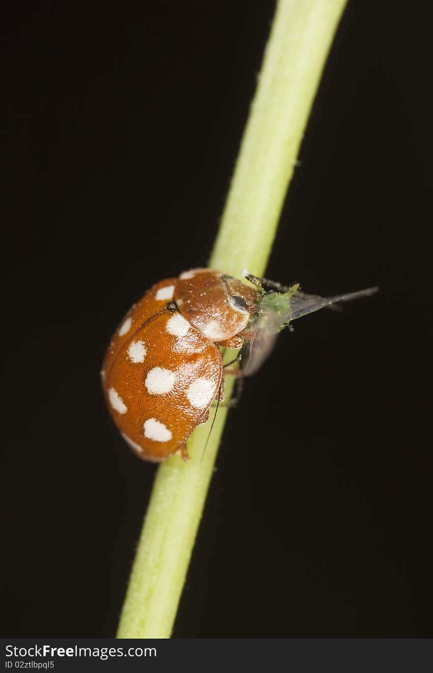 Ladybug eating aphid