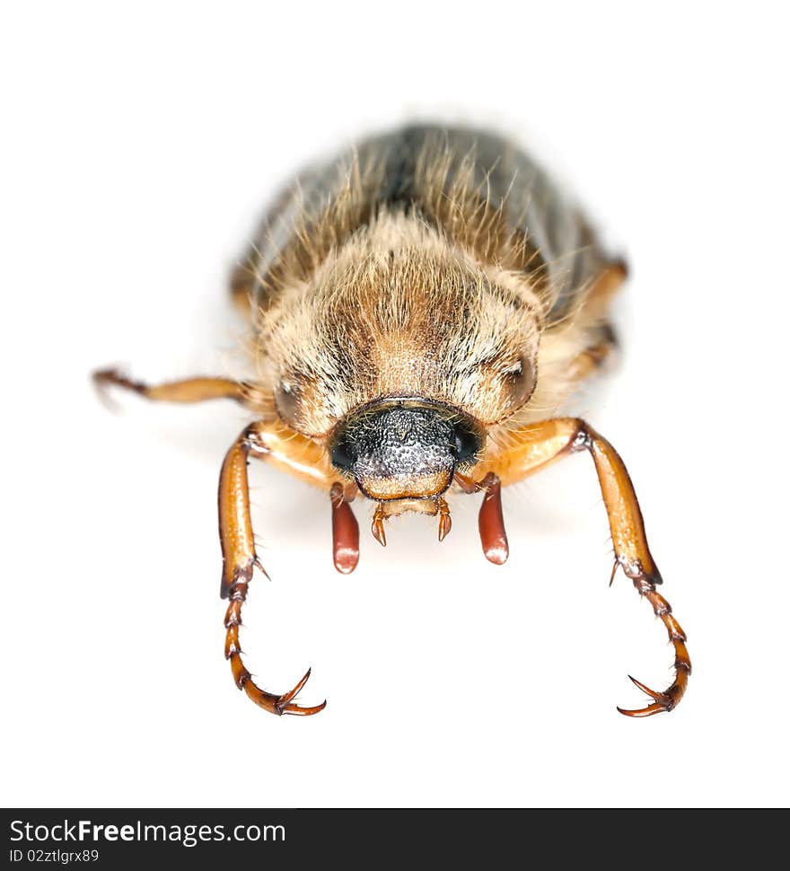 Summer chafer (amphimallon solstitiale) isolated on white background. This beetle is a vermin in gardens.