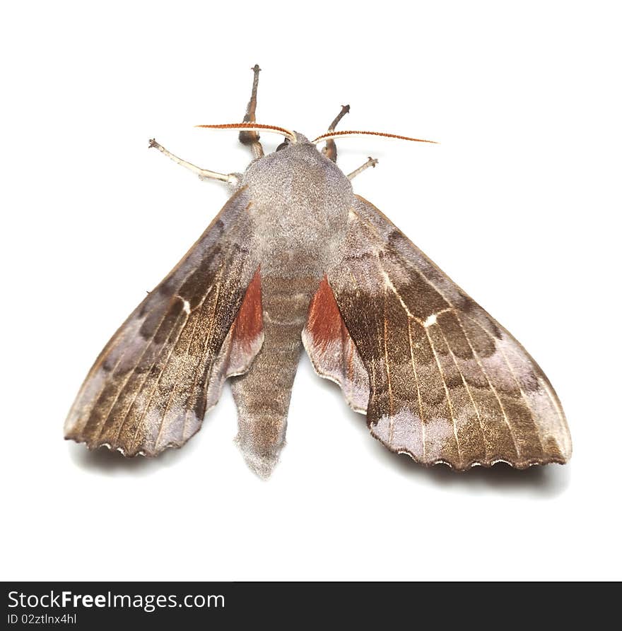 Poplar hawk-moth (Laothoe populi)